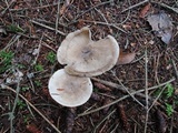 Hygrophorus pustulatus image