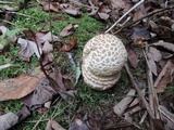 Amanita chrysoblema image