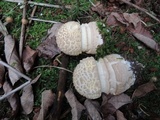 Amanita chrysoblema image