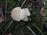 Amanita chrysoblema image