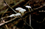 Hemimycena candida image