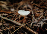 Hemimycena candida image