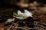Hemimycena candida image