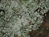 Lepraria normandinoides image