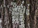 Parmotrema reticulatum image