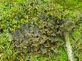 Sticta carolinensis image