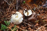 Suillus placidus image