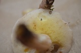 Suillus placidus image