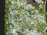 Myelochroa galbina image