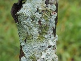 Myelochroa galbina image