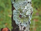 Myelochroa galbina image