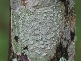 Ochrolechia africana image