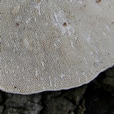 Trametes gibbosa image