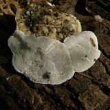Trametes gibbosa image