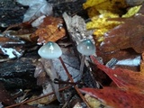 Mycena subcaerulea image