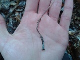 Mycena subcaerulea image