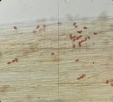 Conocybe tenera image