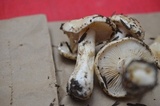 Hebeloma crustuliniforme image