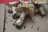Hebeloma crustuliniforme image