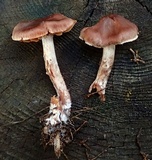 Cortinarius casimiri image