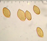 Cortinarius casimiri image