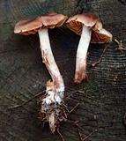 Cortinarius casimiri image