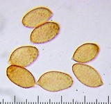 Cortinarius casimiri image