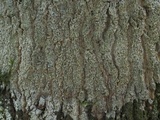 Arthonia rubella image