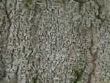 Arthonia rubella image