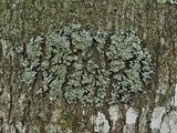 Pyxine sorediata image