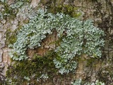 Hypotrachyna osseoalba image