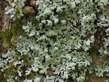 Hypotrachyna osseoalba image