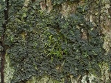 Leptogium cyanescens image