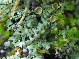 Phaeophyscia ciliata image