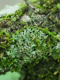 Phaeophyscia ciliata image