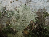 Pertusaria ostiolata image