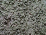 Pertusaria ostiolata image