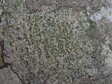 Arthonia rubella image