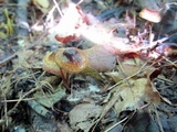 Crinipellis zonata image