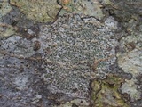 Arthonia anglica image