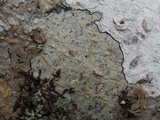Lecanora hybocarpa image