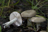 Lyophyllum paelochroum image