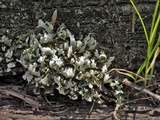 Cladonia polycarpia image
