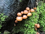 Psathyrella piluliformis image