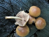 Psathyrella piluliformis image