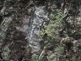 Ochrolechia africana image