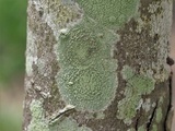 Vainionora americana image