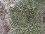 Vainionora americana image