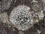 Phaeocalicium curtisii image