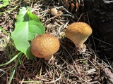 Lycoperdon nigrescens image